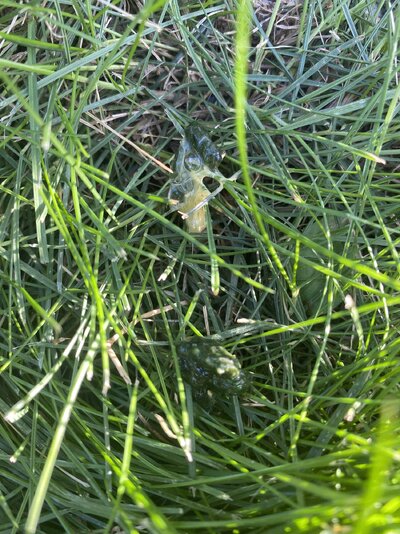 IMG_1616.jpeg