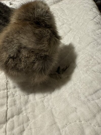 IMG_1598.JPEG