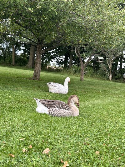lovebirds.jpeg