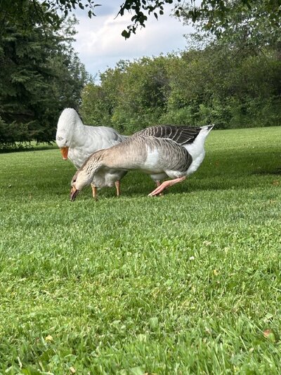 lovebirds2.jpeg
