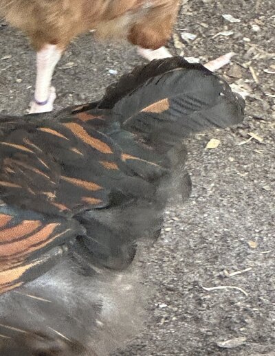 IMG_6956.jpeg