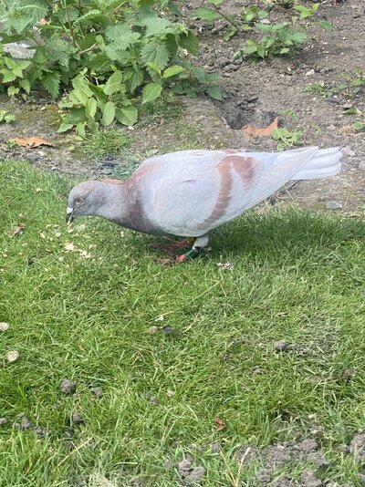 IMG_9084.jpeg