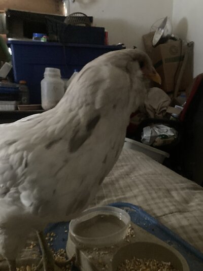 IMG_4611.jpeg