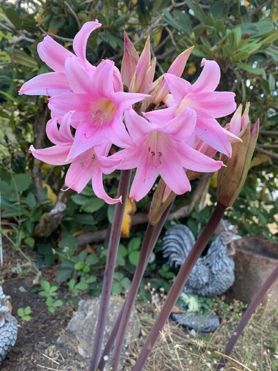 IMG_5144.jpeg