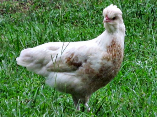 14sep12chix634.jpg