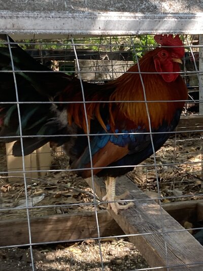 IMG_2466.jpeg