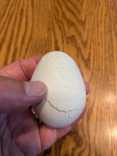 Gertie Egg (2).jpg