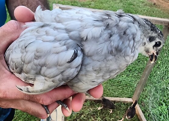Pullet1.jpg Pullet1.jpg