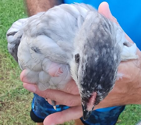 Pullet2.jpg Pullet2.jpg