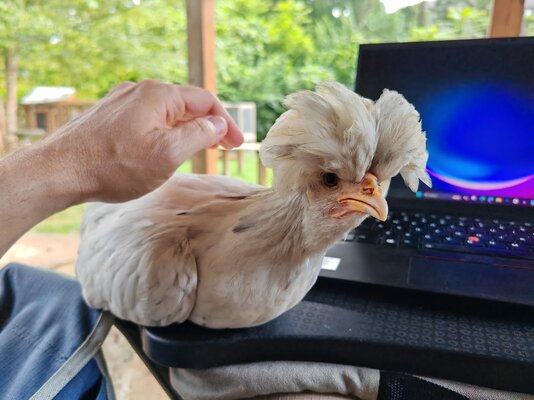 hebi.jpg