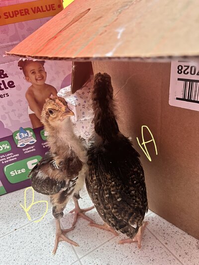 D68241E9-AE92-4BB4-920D-010C0085E89D.jpeg