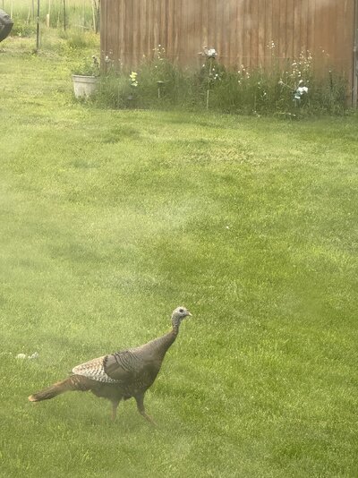 wild turkey hen2.JPEG