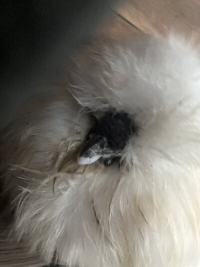 image.jpg