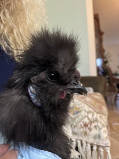 IMG_3239.jpeg
