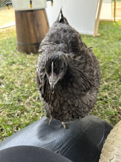 IMG_8818.jpeg