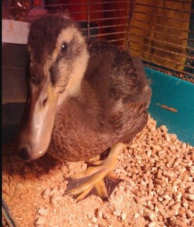 duck2.JPG