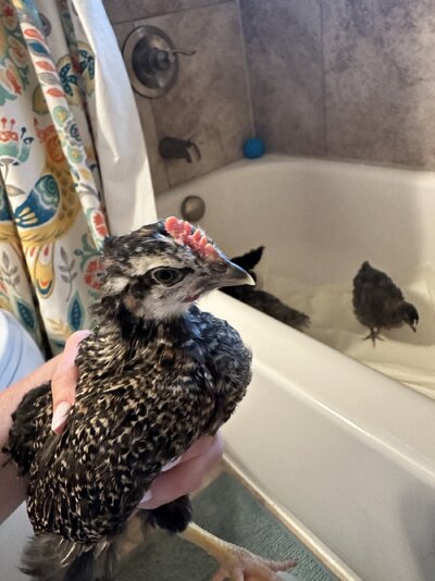 IMG_3967.jpeg