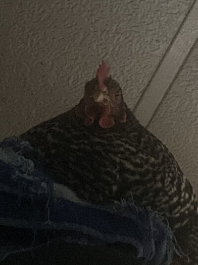 IMG_4667.jpeg
