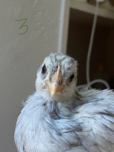 IMG_8671.jpeg
