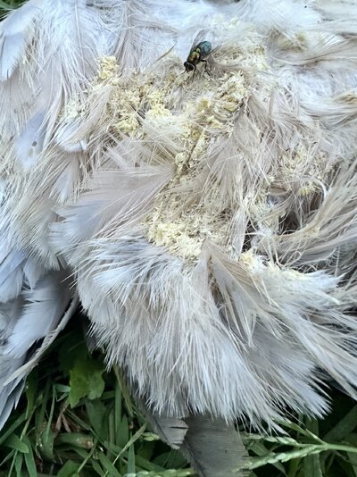 IMG_8902.jpeg