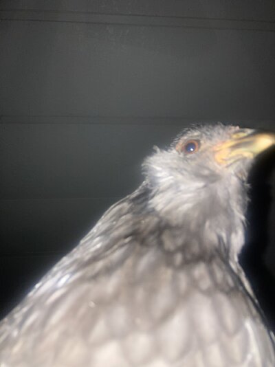 IMG_4690.jpeg