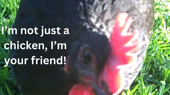 I’m not just a chicken, I’m your friend!.jpg