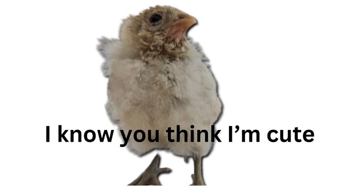 I’m not just a chicken, I’m your friend! (1).jpg