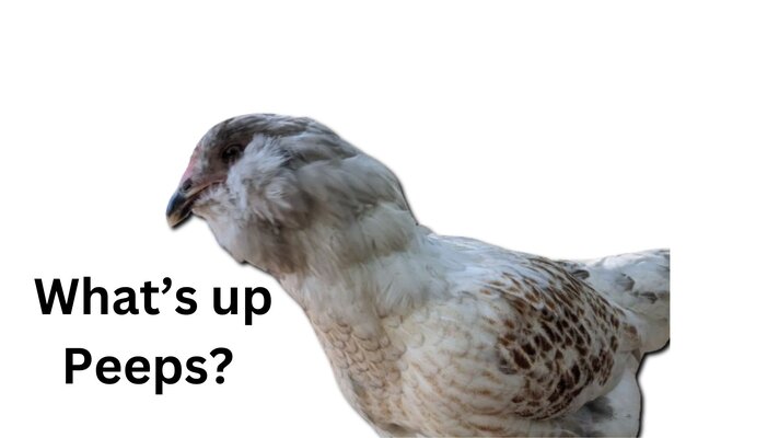 I’m not just a chicken, I’m your friend! (2).jpg