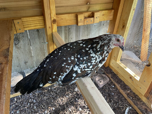 pullet in quarantine.jpg