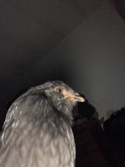 IMG_4689.jpeg