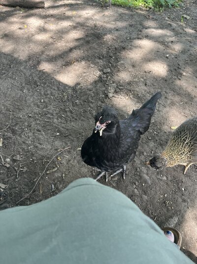 IMG_5527.jpeg