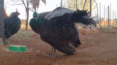 MAH01125(1).gif