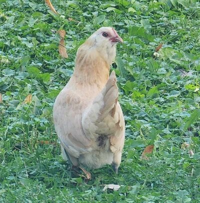 gerty post.jpg
