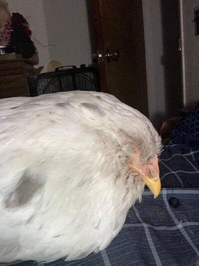 image.jpg