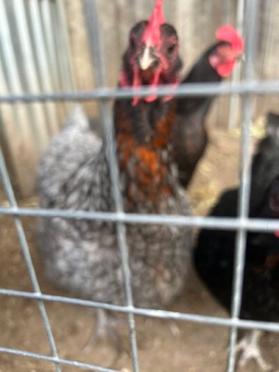 IMG_0416.jpeg