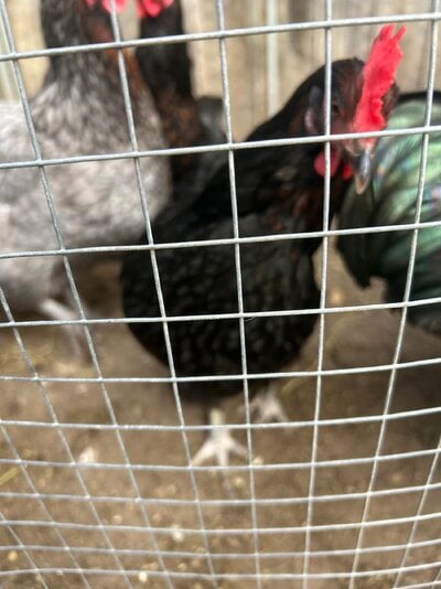 IMG_0417.jpeg