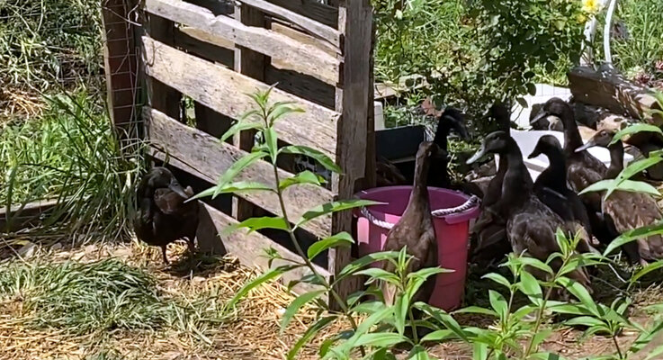Habitat.jpg