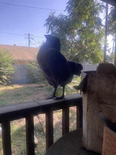IMG_4715.jpeg