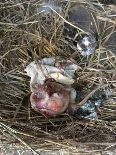 as found in nest box.JPG