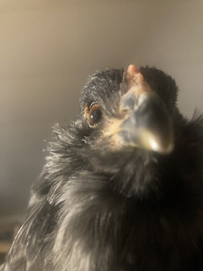IMG_4734.jpeg