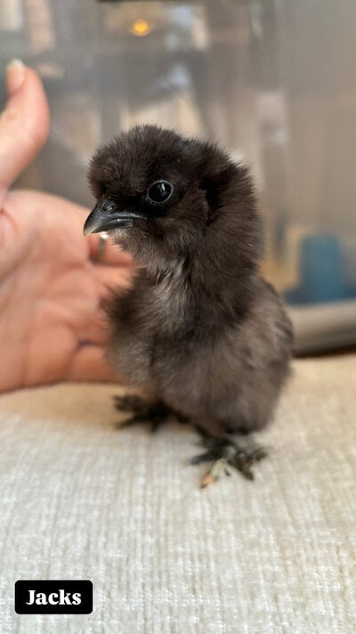 Jacks - Angled Beak.JPG