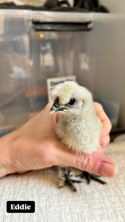 Eddie - Angled Beak.JPG