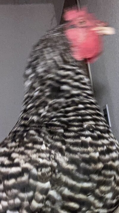 IMG_4740.jpeg