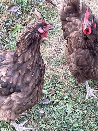 Chicken 1.jpg