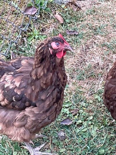 Chicken 2.jpg