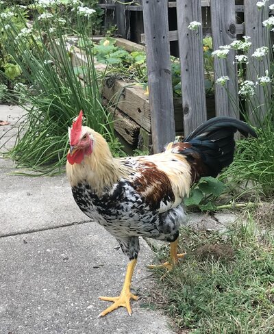 Calico Jack.jpg