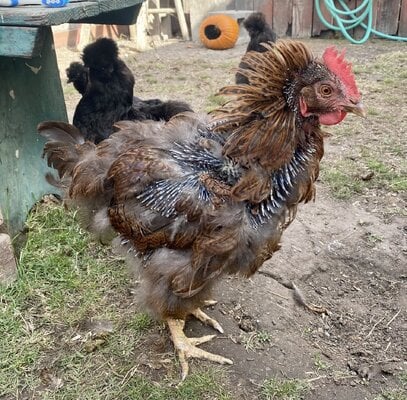 cropped_2023_molt_1.jpg