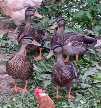ducks2jpg.jpg
