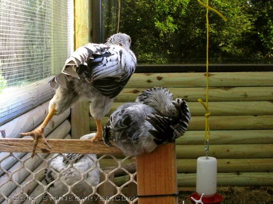 new_cockerel_calisthenics.jpg