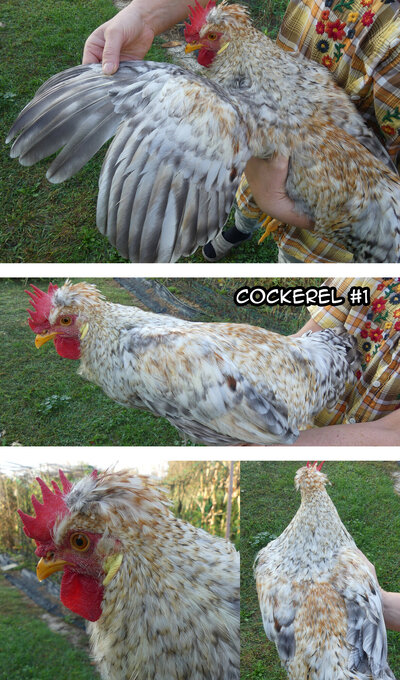 Cockerels 1.jpg